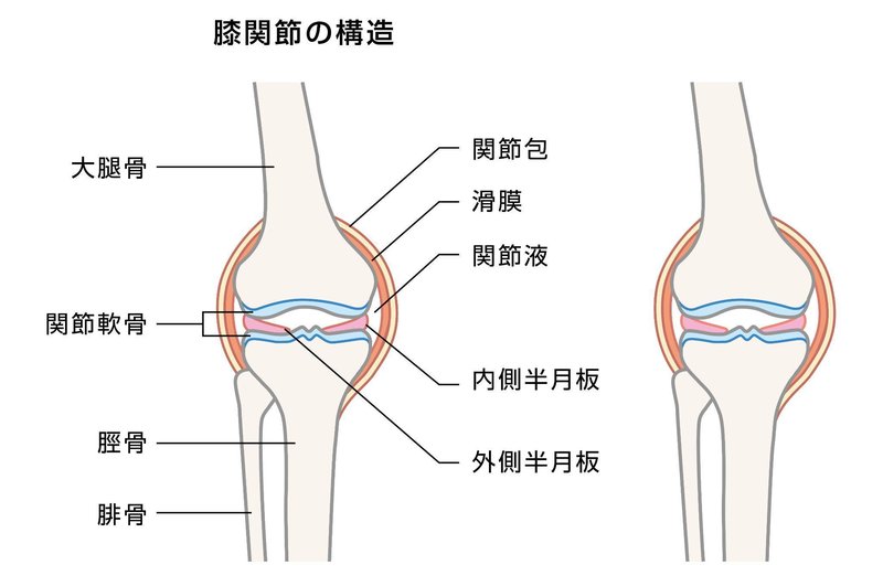 膝関節の構造