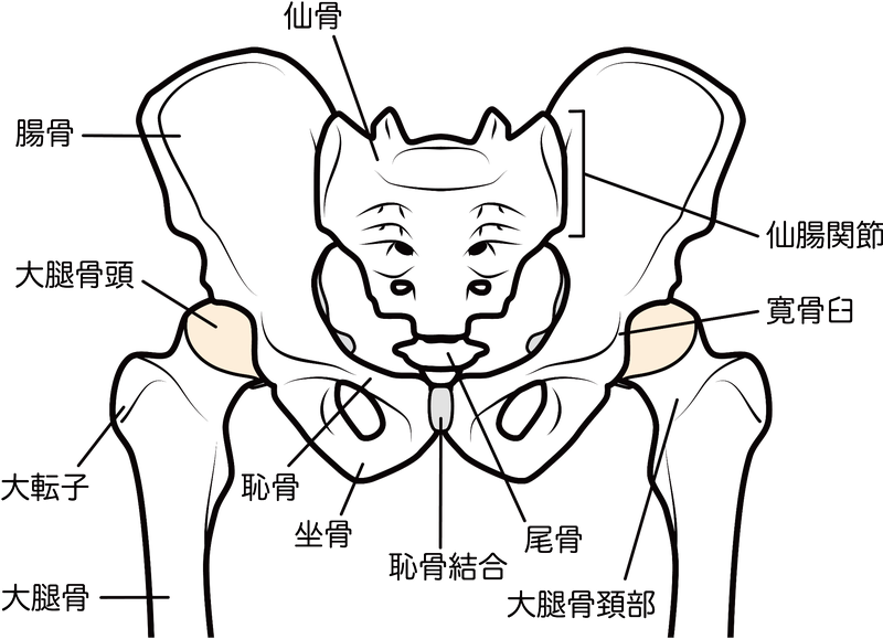 股関節と骨盤の構造